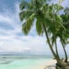 palm tree near seashore